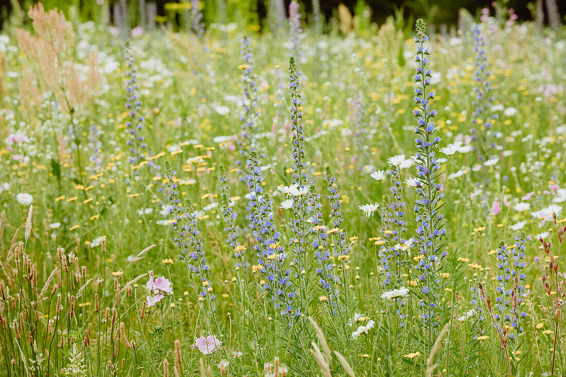 Blumenwiese