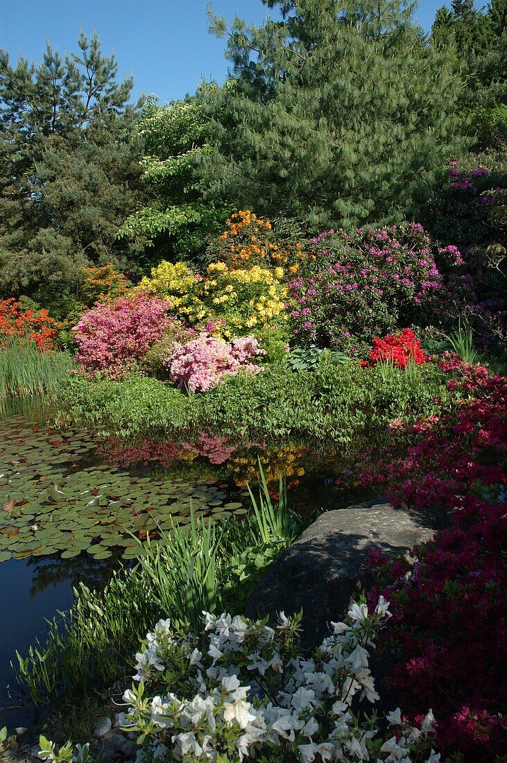 Rhododendron garden design