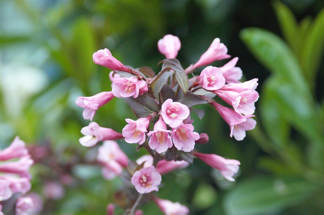 Weigela florida Purpurea