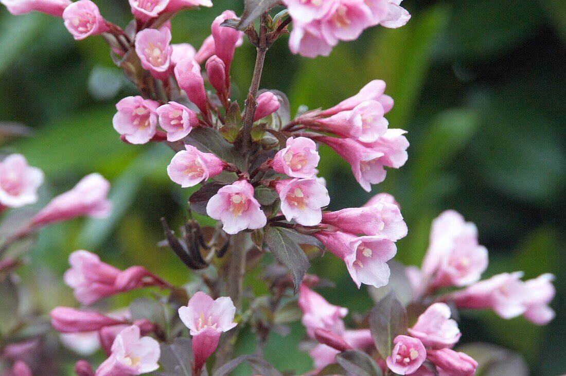 Weigela florida 'Nana Purpurea'