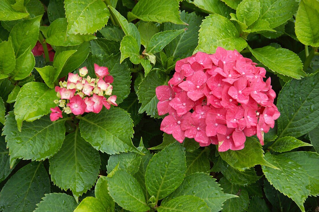 Hydrangea macrophylla, rosarot