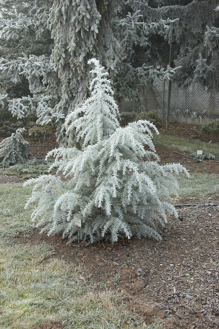Conifer covered with hoar frost