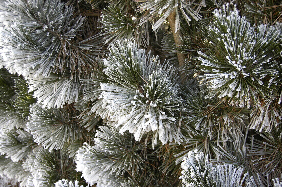 Conifer needles with hoarfrost