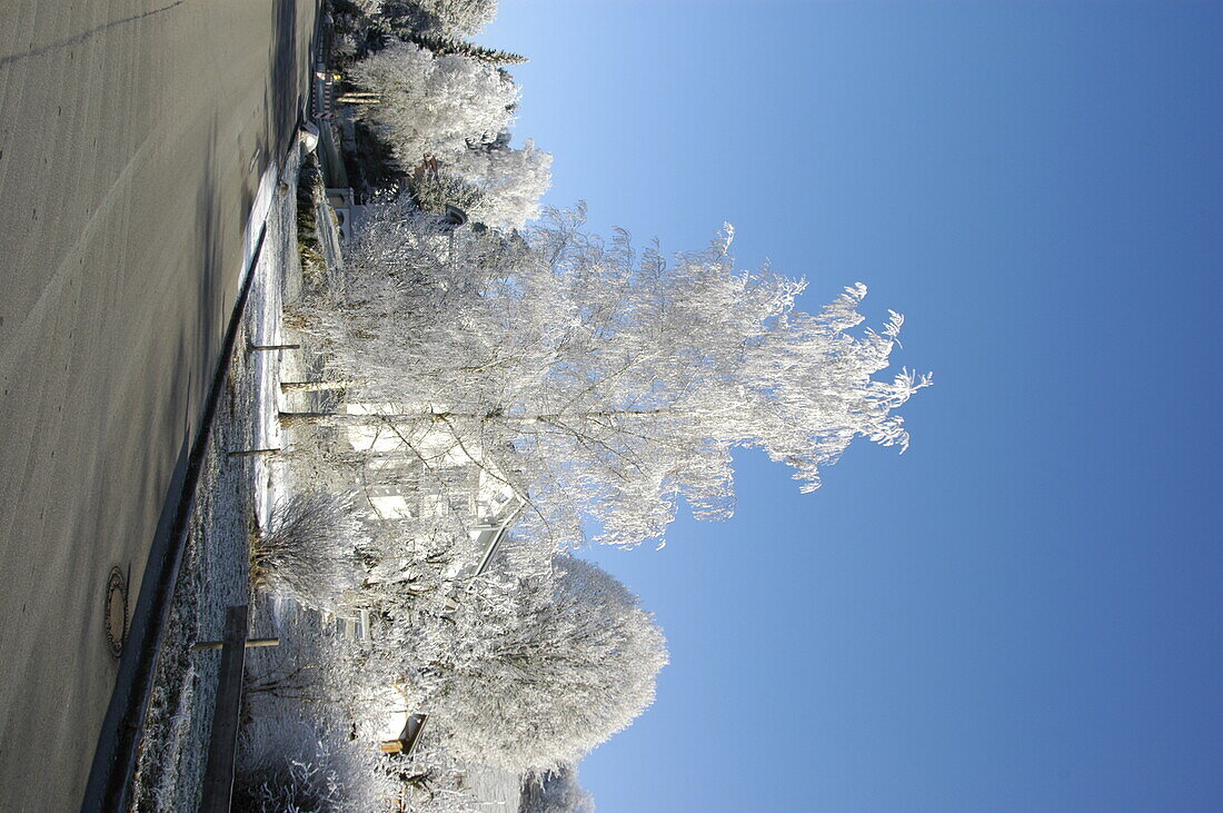 Betula pendula