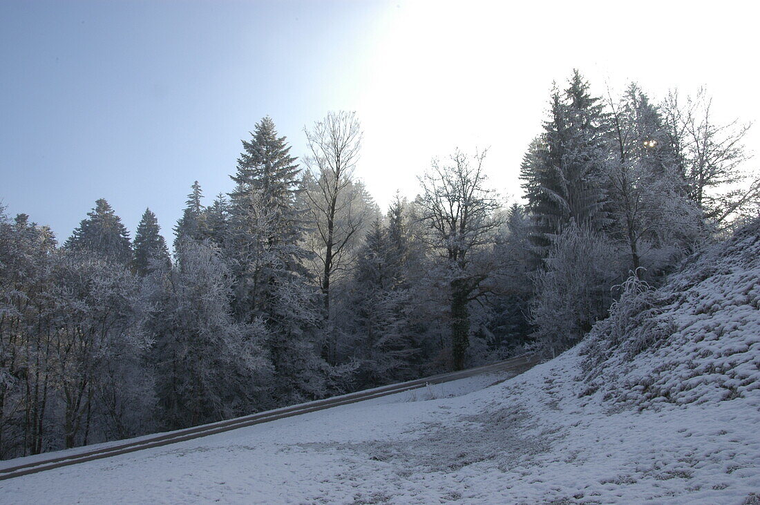 Winter landscape