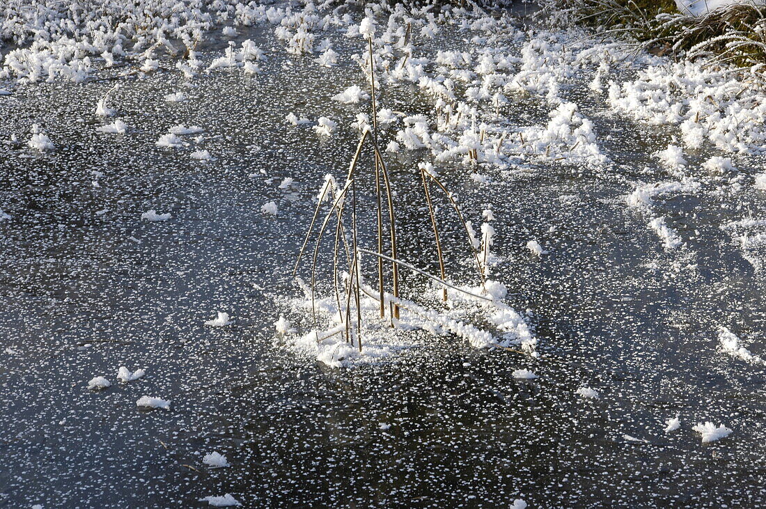 Frozen pond