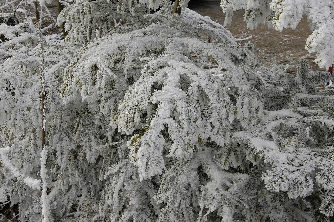 Conifer in hoarfrost