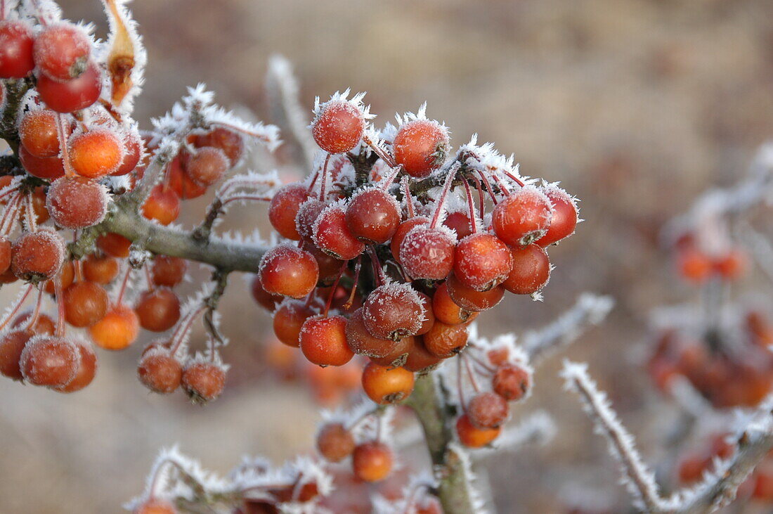 Malus 'Pom Zai'®