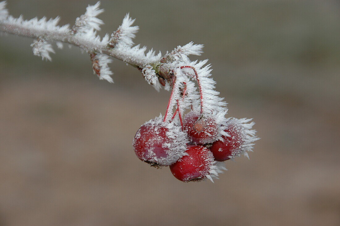 Malus 'Pomzai'