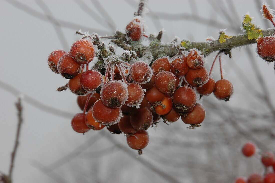 Malus 'Pomzai