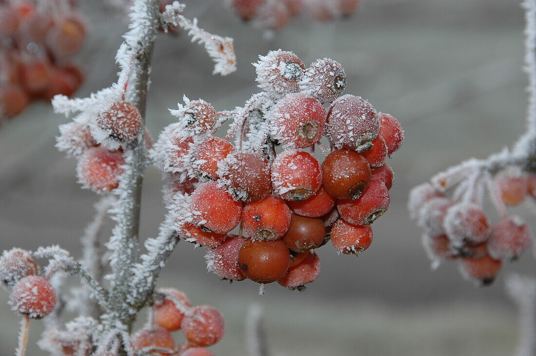 Malus 'Pom Zai'®