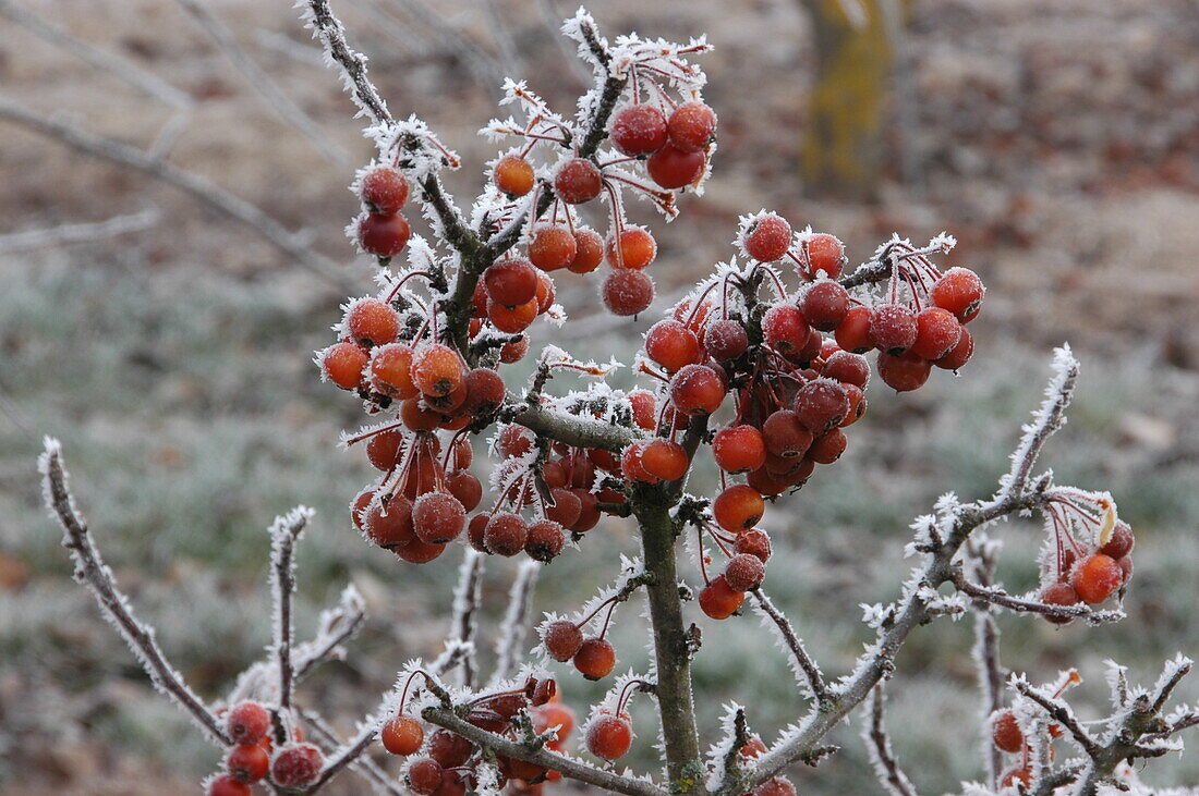 Malus 'Pom Zai'®