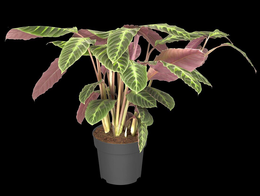 Calathea