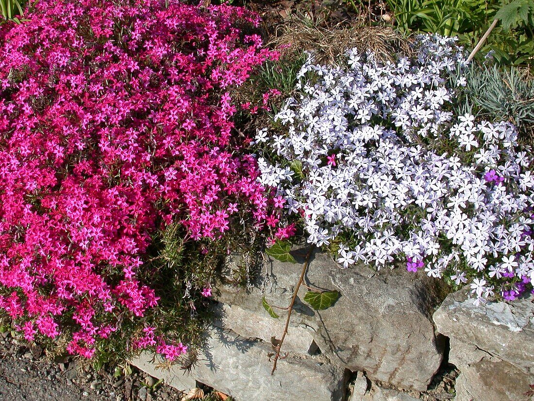 Phlox subulata