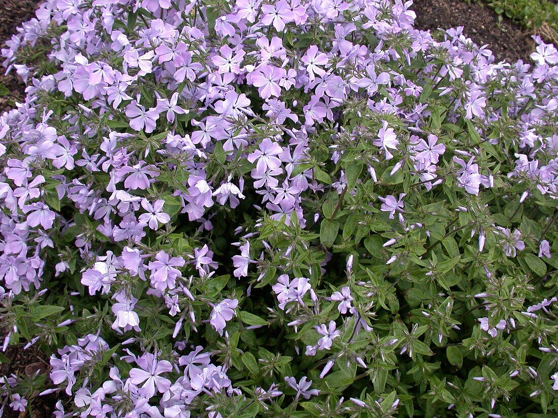 Phlox divaricata 'Virginia Lady'