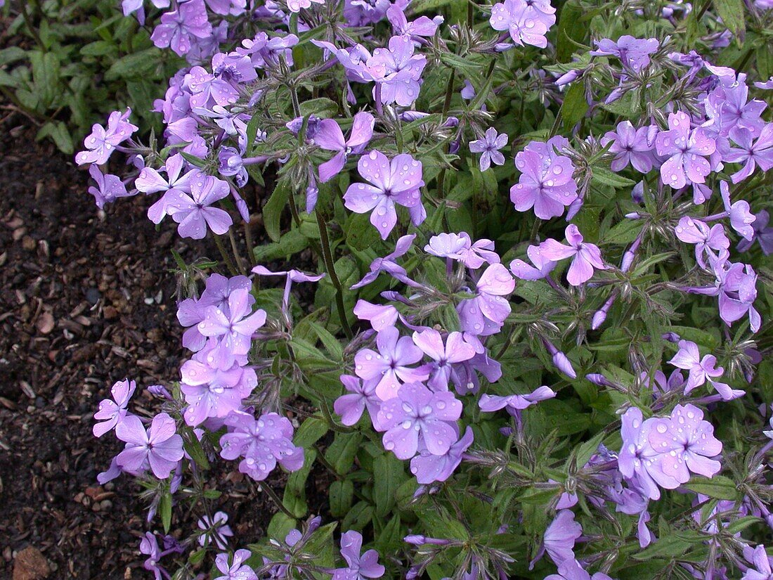 Phlox divaricata 'Virginia Lady'