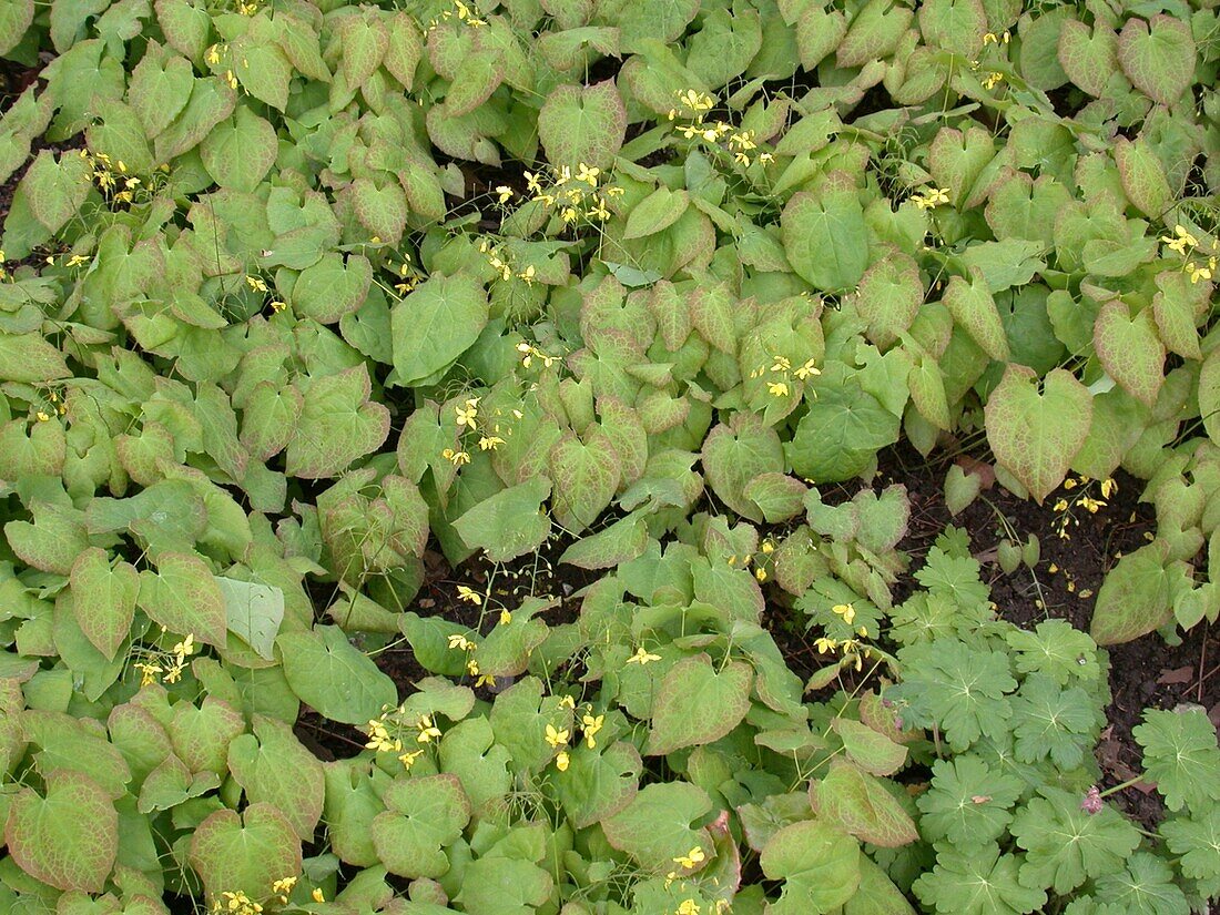 Epimedium versicolor