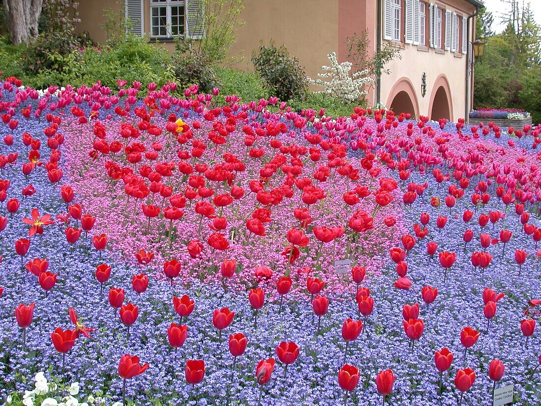 Myosotis sylvatica , Tulipa