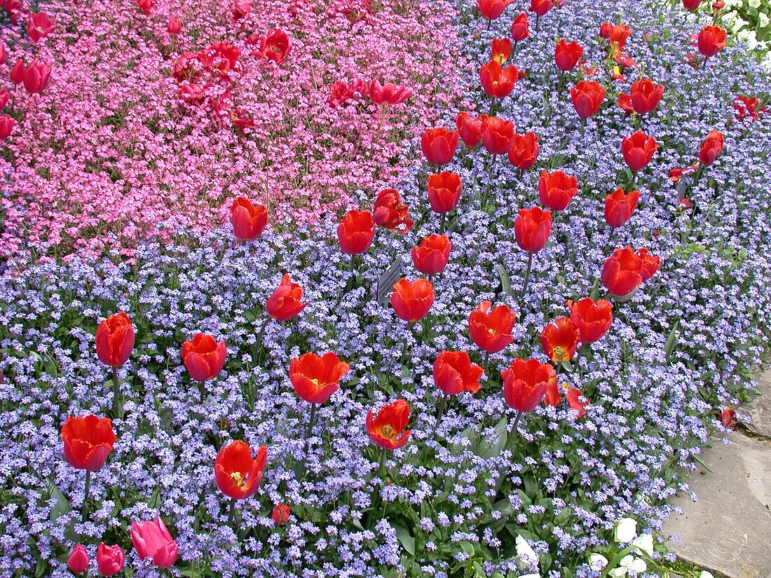 Myosotis sylvatica, Tulipa