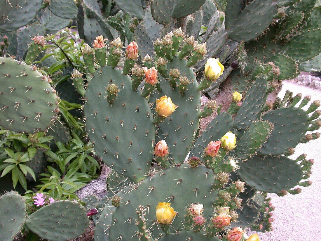 Opuntia ficus-indica