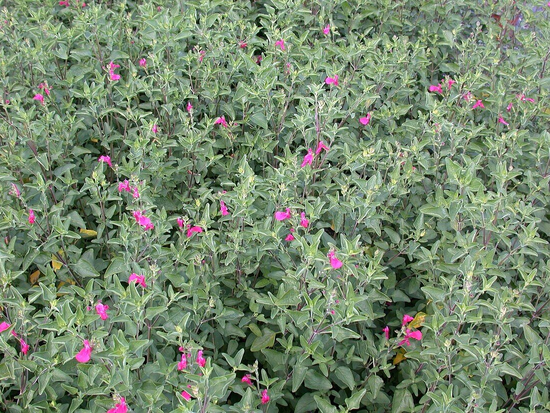 Salvia greggii