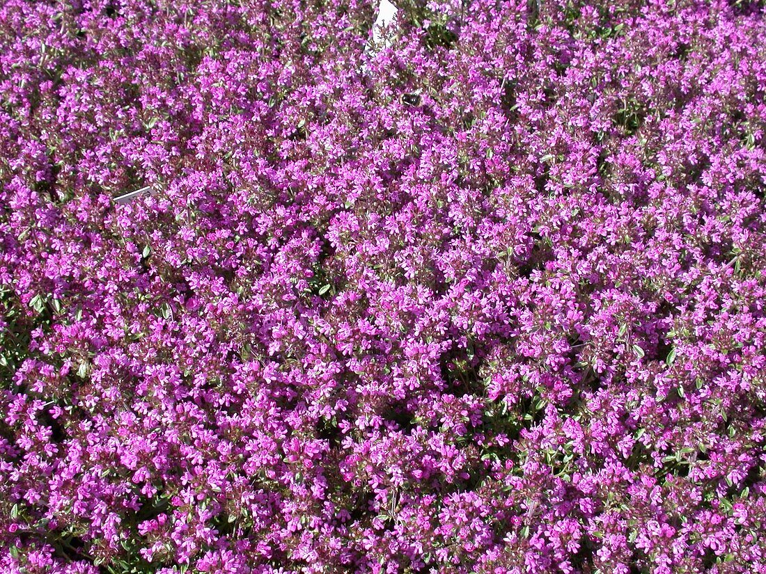 Thymus serpyllum 'Creeping Red'