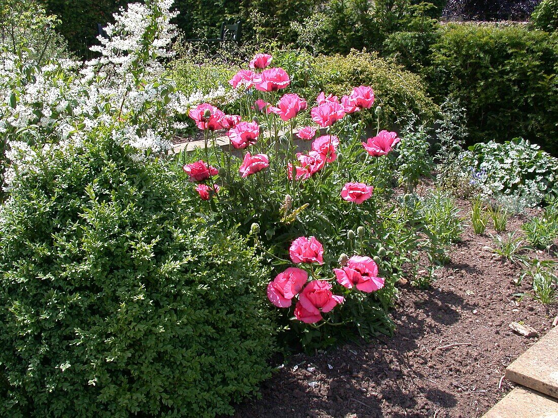 Papaver orientale, pink