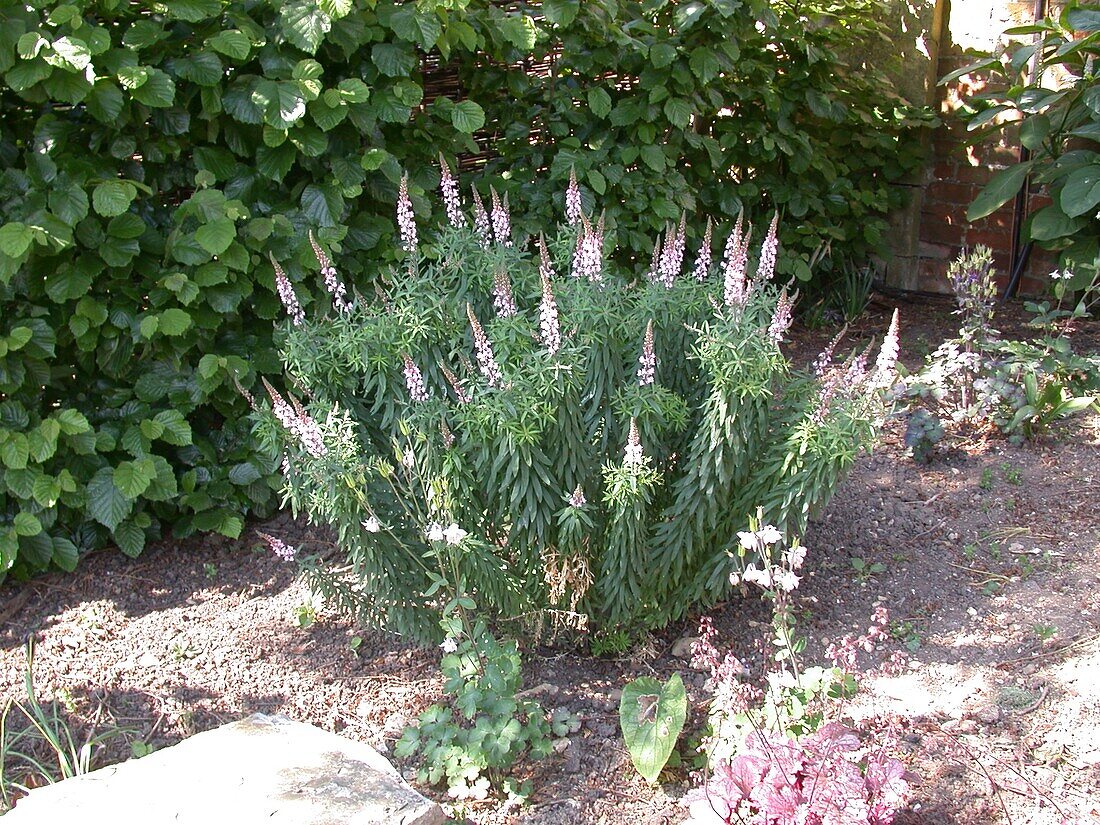 Linaria purpurea