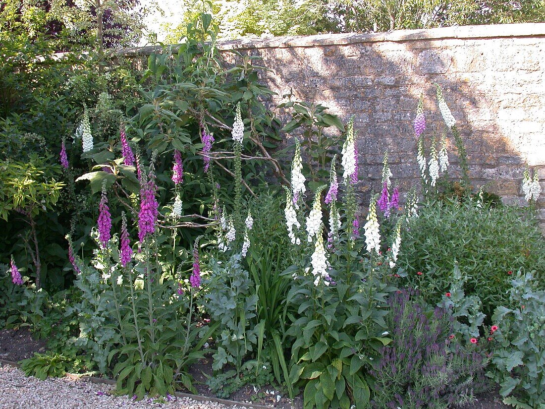 Digitalis purpurea