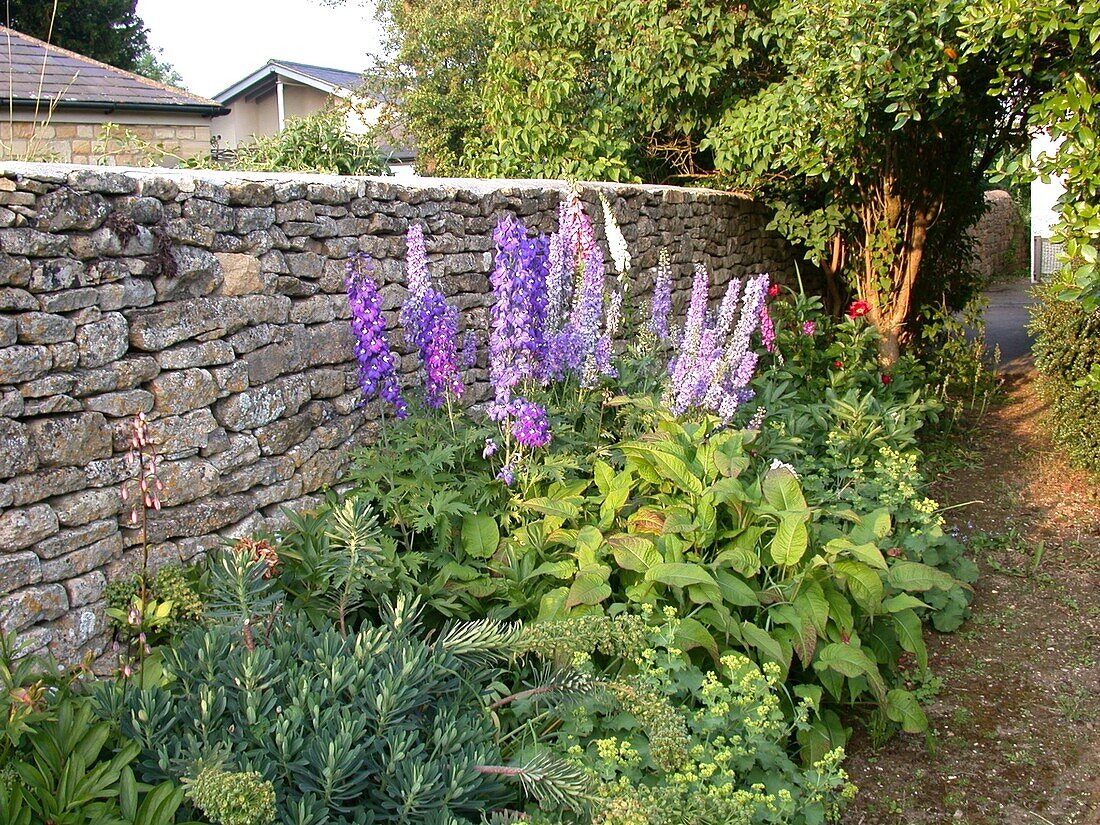 Delphinium in front of wall