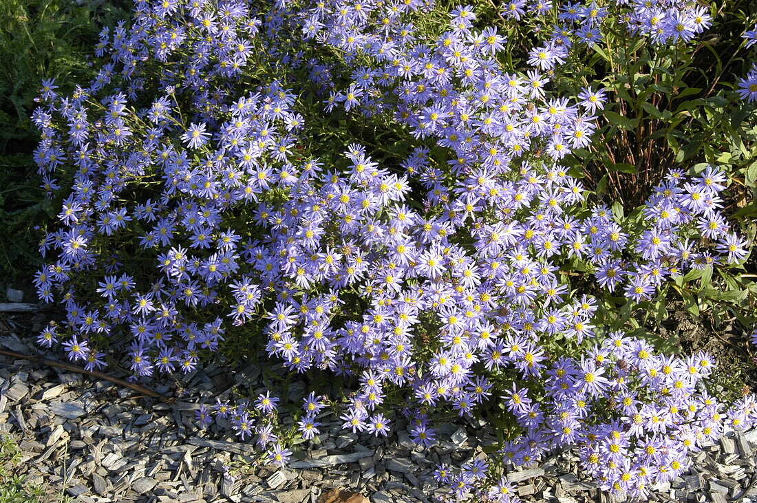 Aster amellus 'September Glory'