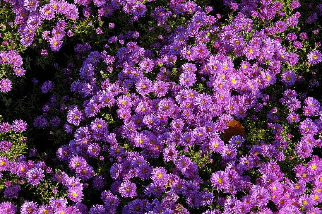 Aster dumosus 'Kassel'