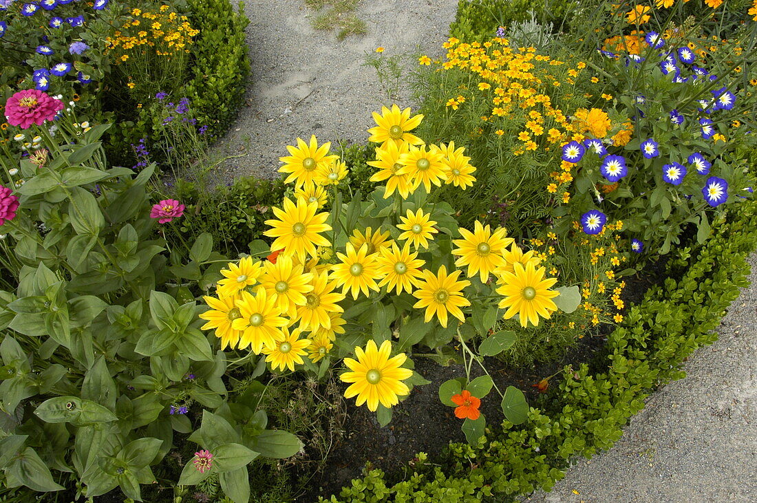 Rudbeckia hirta 'Prairie Sun