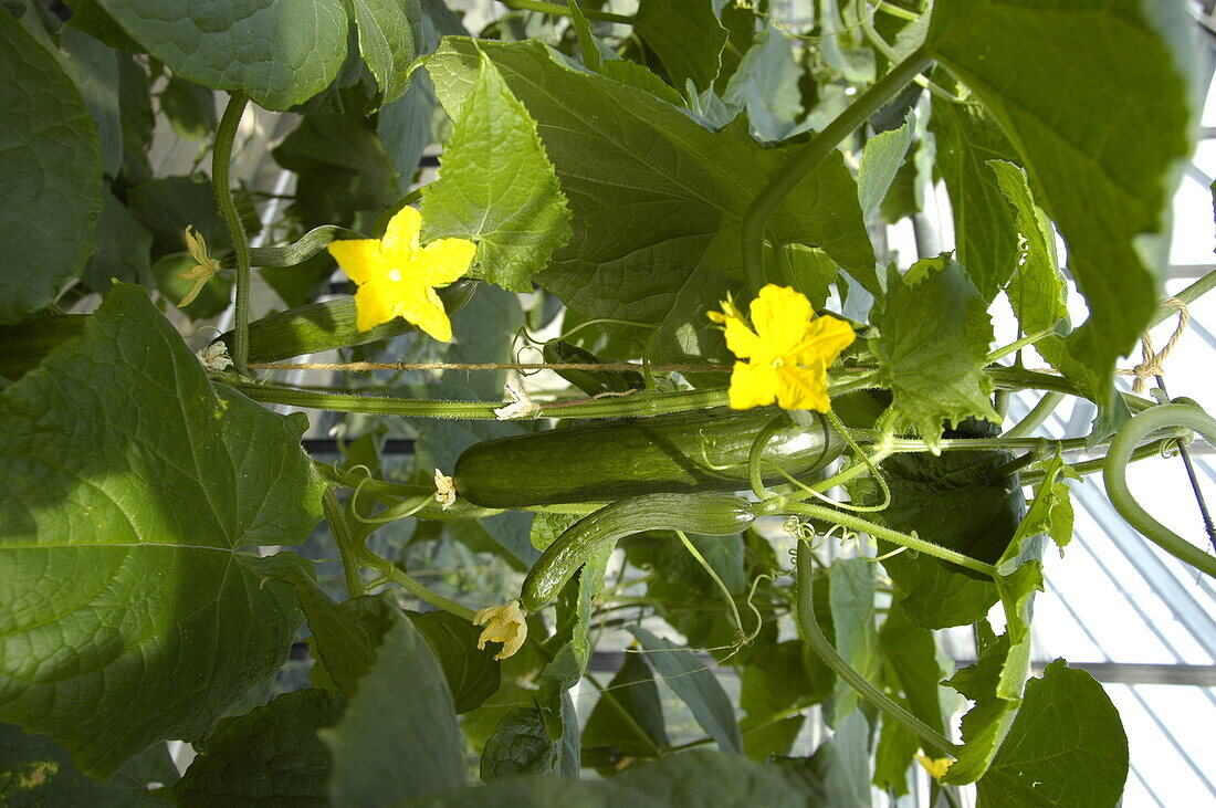 Snake cucumber