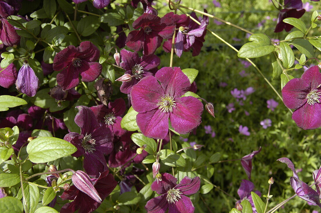 Clematis viticella 'Royal Velours'