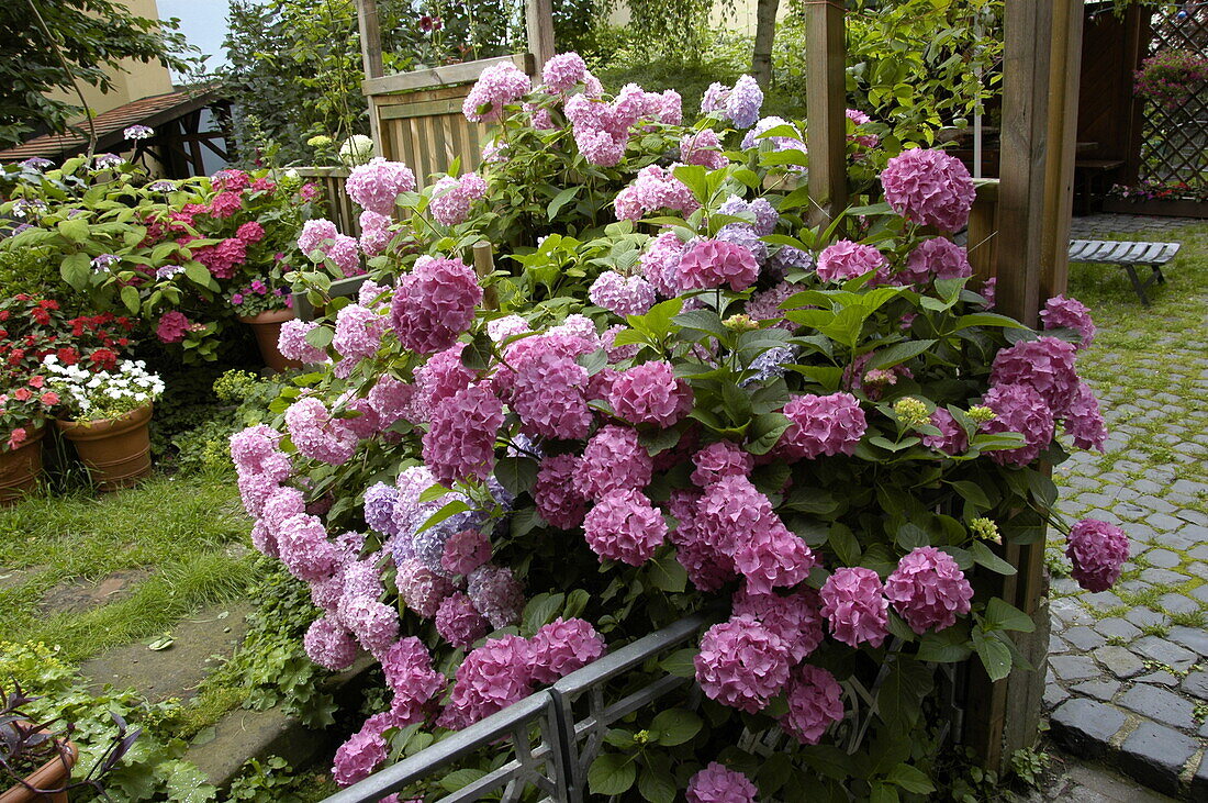 Hydrangea macrophylla, pink