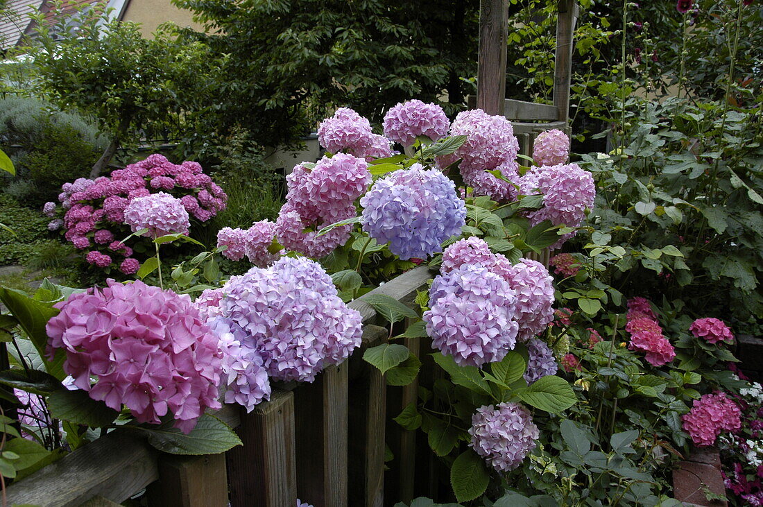 Hydrangea macrophylla, rosa