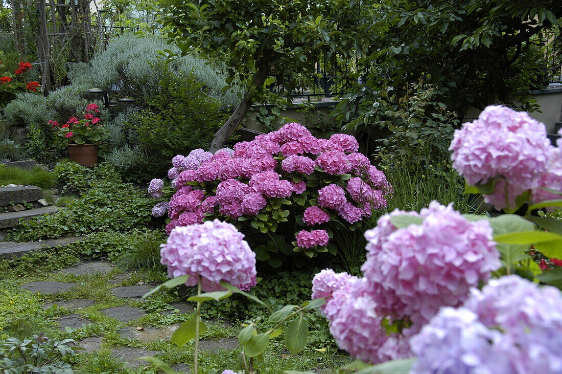 Hydrangea macrophylla, pink