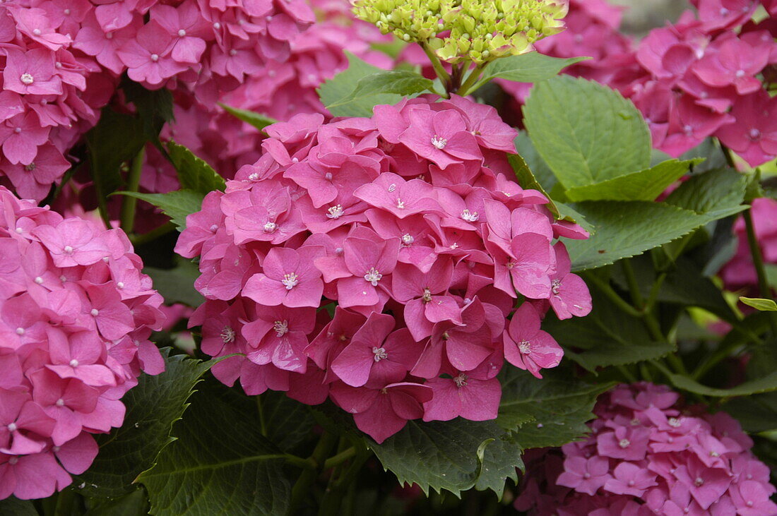 Hydrangea macrophylla, rosa