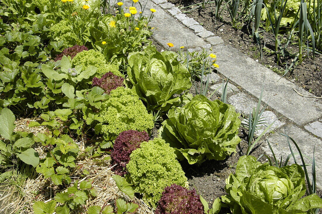 Vegetable patch