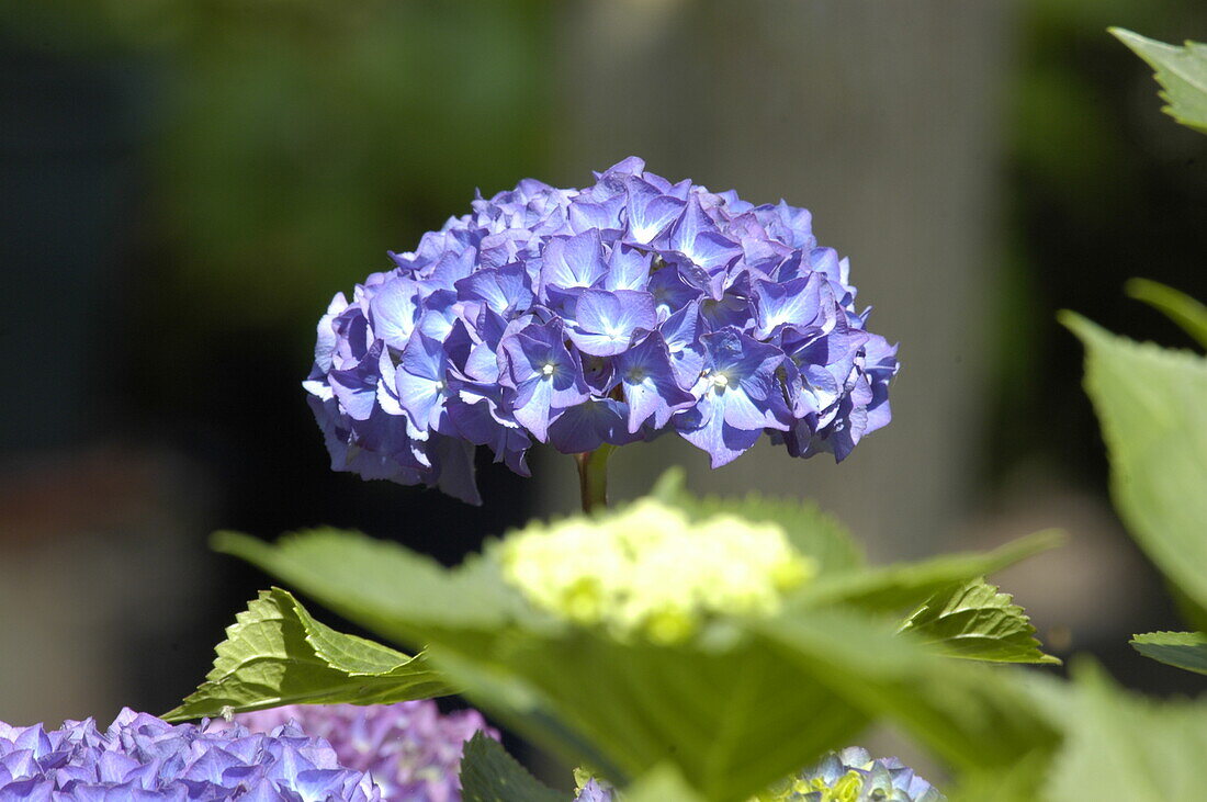 Hydrangea macrophylla, blau