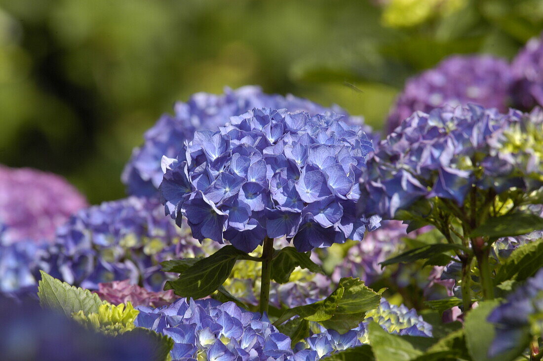 Hydrangea macrophylla, blau