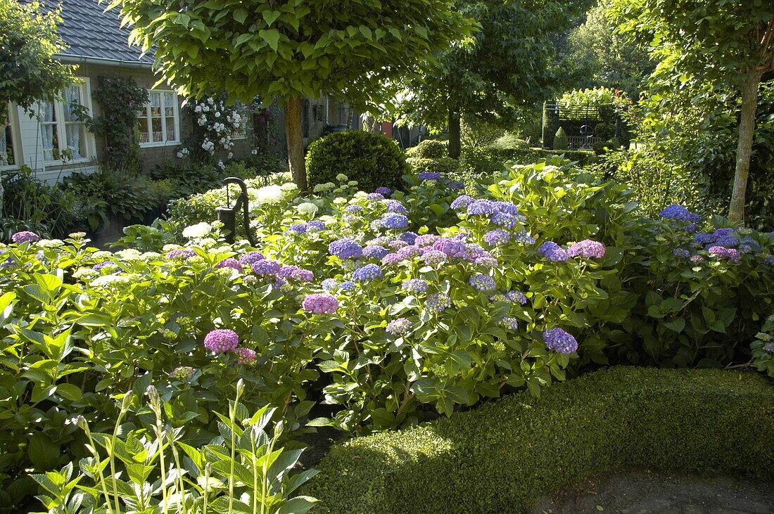 Garten mit Hortensien