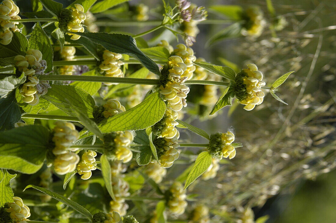 Phlomis russeliana