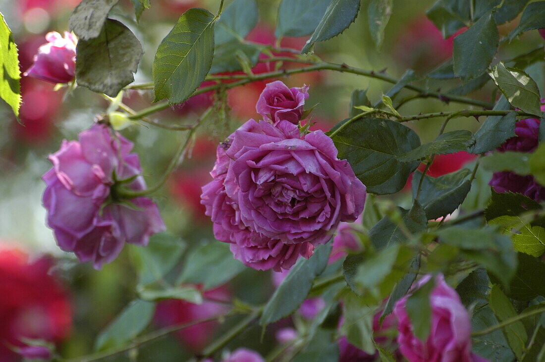 Climbing rose, pink