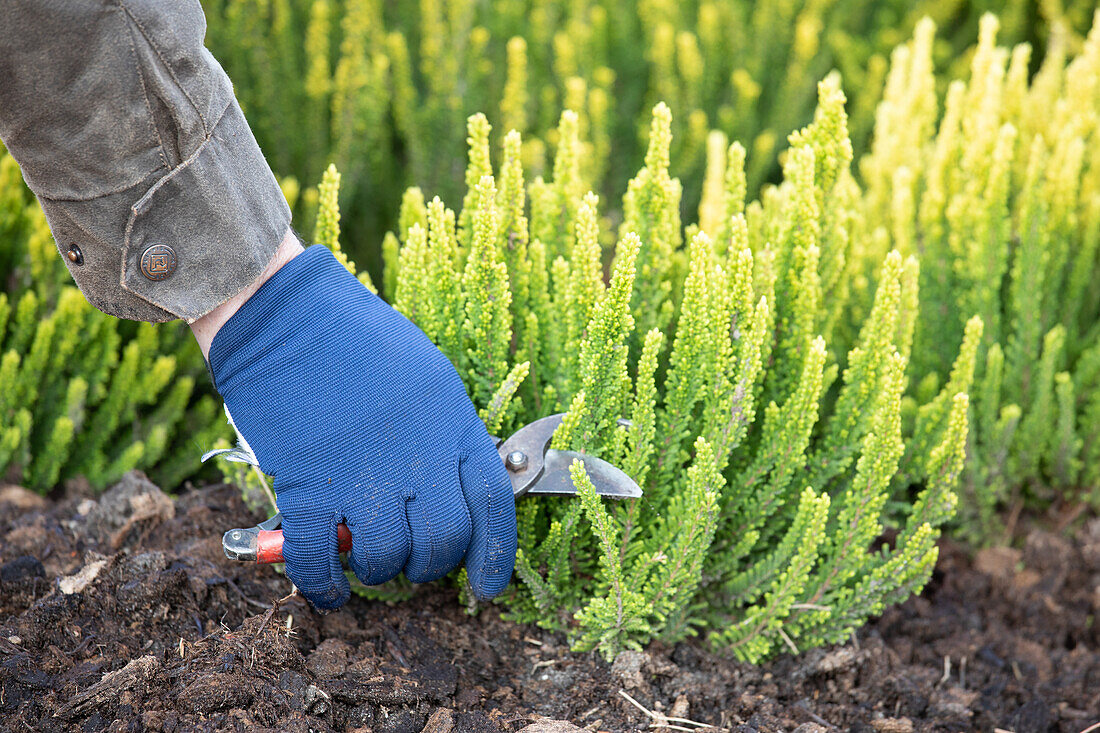 Calluna Vulgaris 'Zipi'