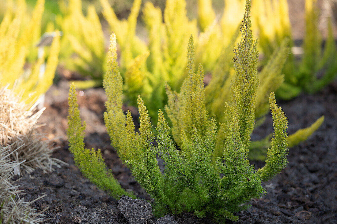 Erica arborea 'Albert's Gold', white