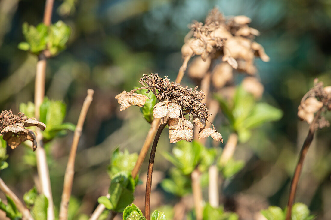 Hortensienschnitt