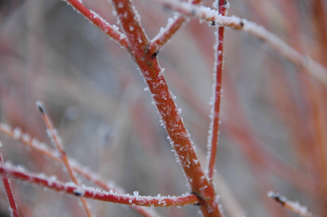 Branch with hoarfrost