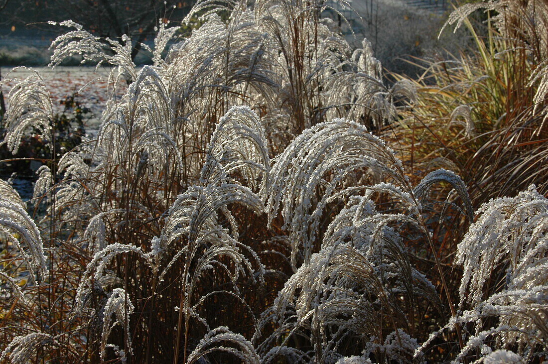 Miscanthus sinensis 'Sioux'